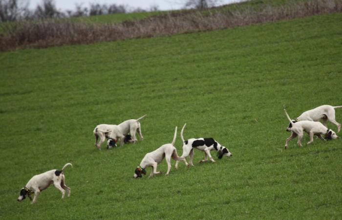 Quel avenir pour les chasseurs et leurs chiens ?