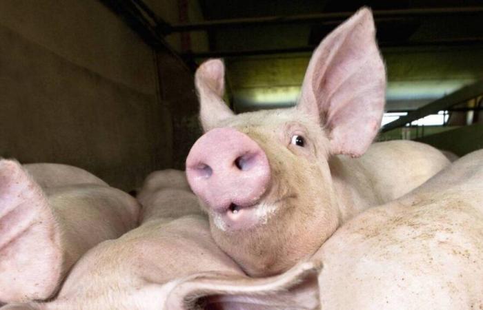 Une jeune Russe de 17 ans meurt mangée par des cochons après avoir été assommée par un voisin