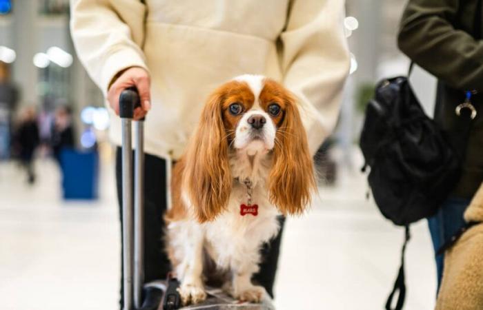 quatre questions autour du transport d’animaux de compagnie en avion – Libération