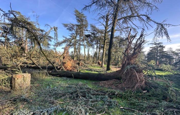 Lyon. Ce parc dévasté par des vents violents : découvrez nos images impressionnantes