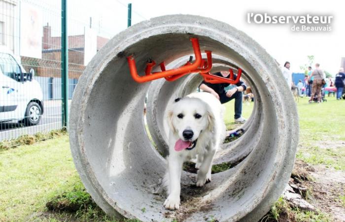 Un nouvel espace bien-être pour nos amis chiens