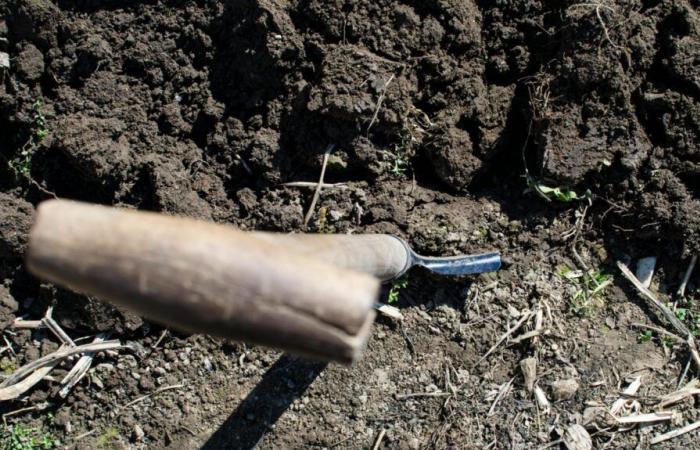 pour réparer les dégâts causés lors de leurs manifestations, les agriculteurs ont planté des arbres