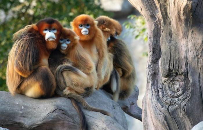 Le zoo de Beauval accueillera trois singes dorés en 2025, une première pour un parc hors d’Asie