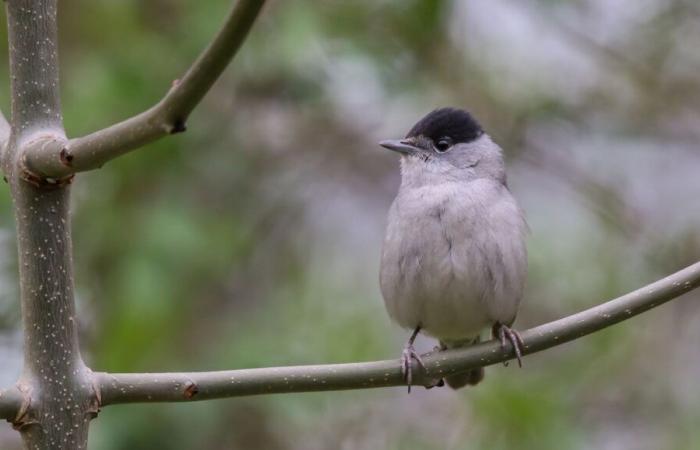 La paruline à tête noire, l’oiseau le plus répandu en France