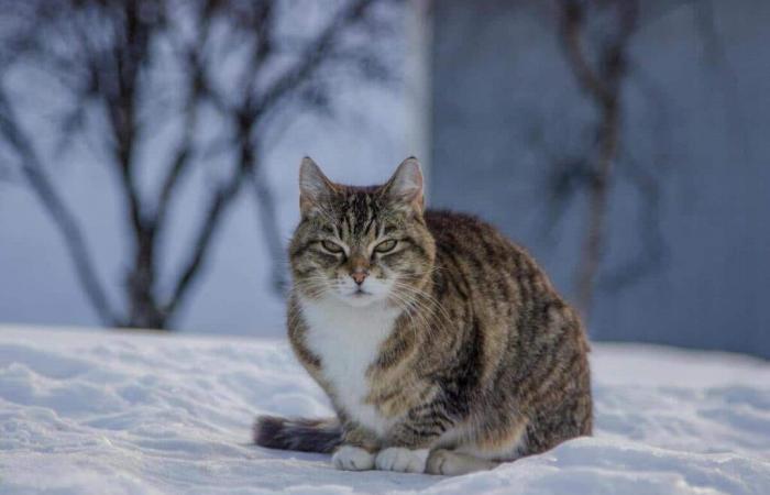 Quelques conseils pour aider vos animaux à passer au mieux l’hiver