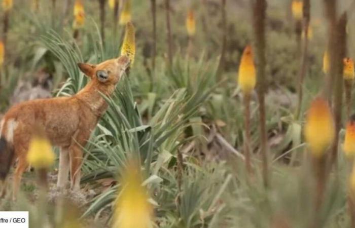 en Ethiopie, des loups photographiés léchant des fleurs comme des sucettes