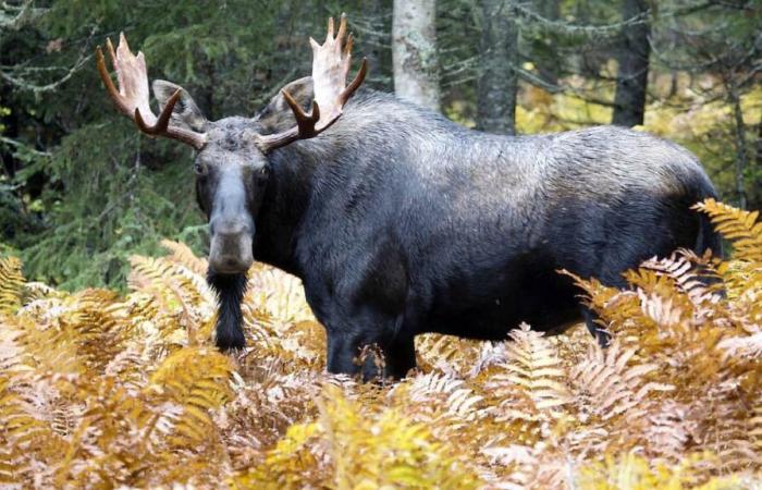 Pourquoi laissons-nous la crise climatique (et le tic-tac de l’hiver) saigner une partie de l’identité québécoise ?