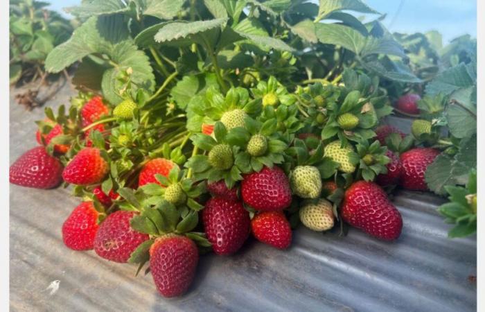 Pourquoi les prix des fraises égyptiennes ont-ils doublé cette saison ?