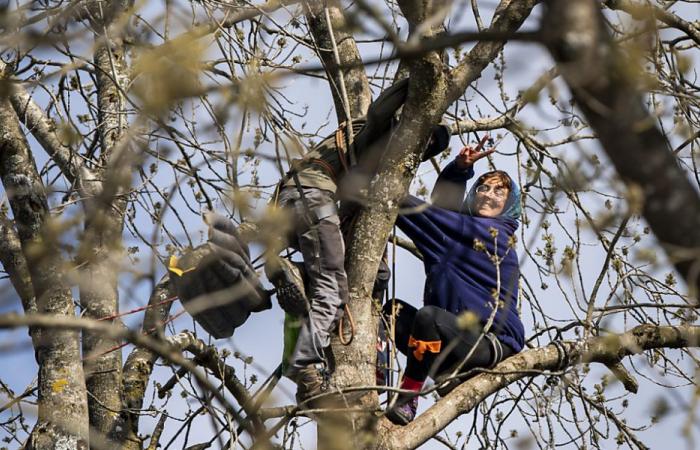 Mormont (VD) : le militant perché dans un arbre est licencié