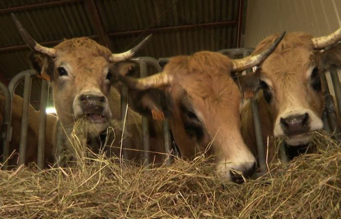 Face au Mercosur, la Lozère veut miser sur la qualité de son agriculture