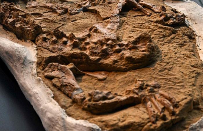 Découverte d’un rare fossile de crocodile d’eau salée vieux de plus de 10 millions d’années