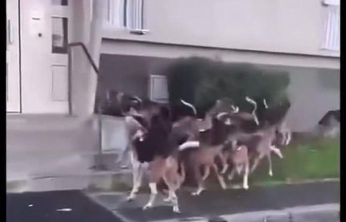 VIDÉO. Incident de chasse dans cette commune de l’Oise, le maire va porter plainte