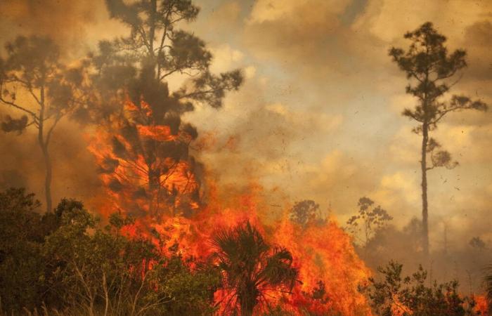 Maladies respiratoires, arrêts cardiaques… La pollution de l’air due aux incendies provoque 1,5 million de morts par an