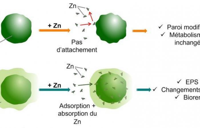 Parachlorella kessleri, une microalgue mangeuse de métaux lourds