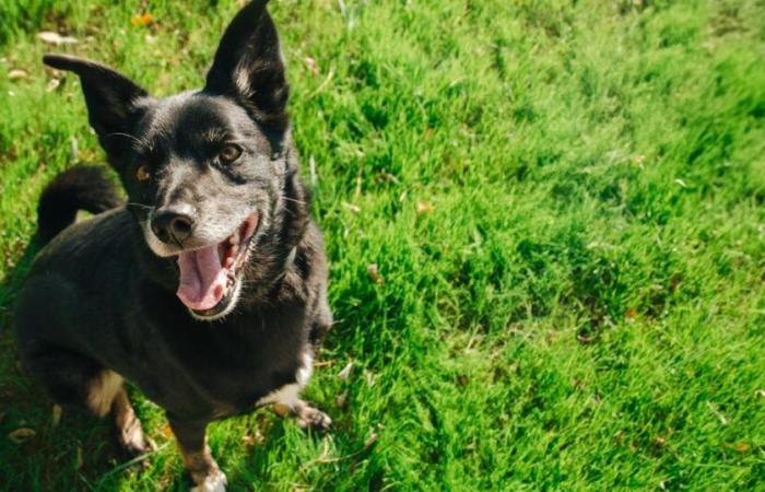 Amalka, la chienne disparue depuis neuf jours à l’aéroport de Roissy, a été retrouvée