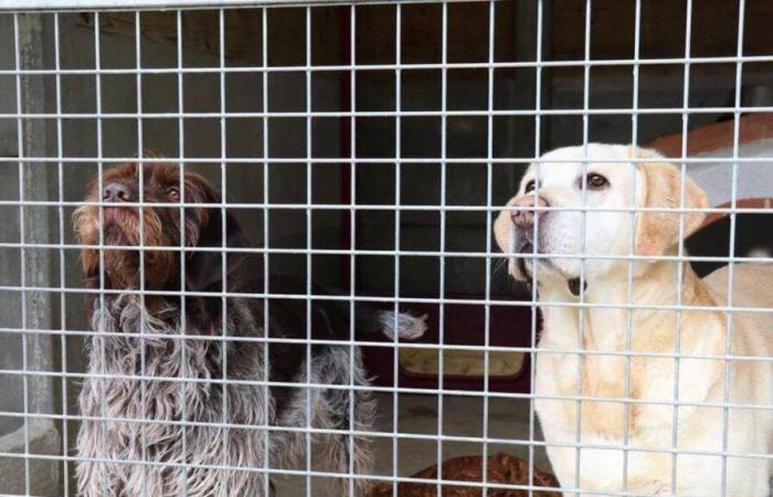 Dans la Manche, un refuge pour animaux souhaite qu’un de ses homologues cesse ses activités