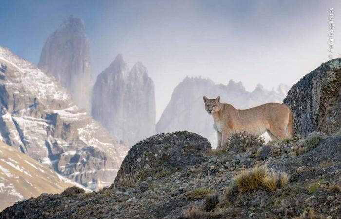 Ces 10 photos choisies par le public vont choquer votre perception du monde sauvage