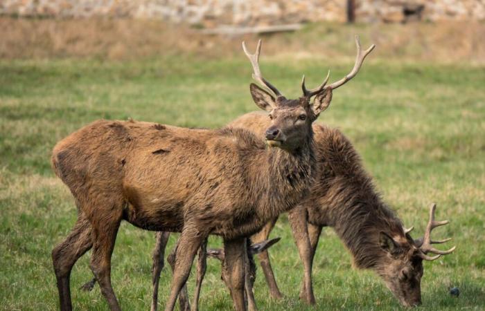 Cerf portant une veste de sécurité réfléchissante vu près d’un village au Canada