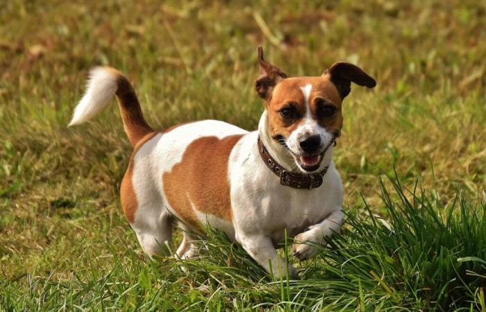 une famille de Bédoin retrouve son chien sept mois après sa disparition