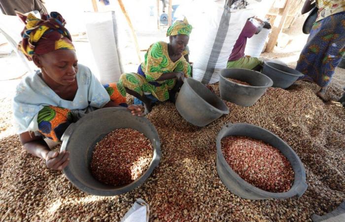 Pourquoi le Sénégal veut réduire ses exportations d’arachide