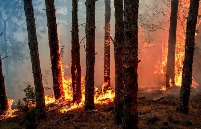 Utiliser du bois pour combattre le feu ?