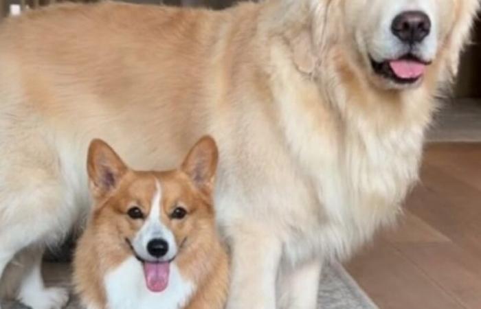 Une Corgi prend très au sérieux son rôle de grande sœur hyperprotectrice envers « son » Golden Retriever (vidéo)