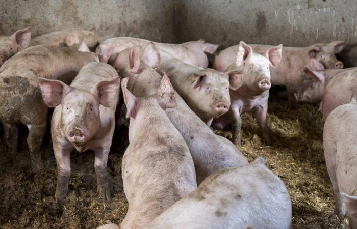 il l’assomme et la laisse manger par les cochons