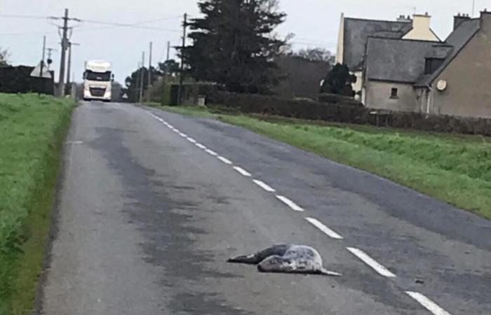 Un phoque retrouvé mort au milieu d’une route en Bretagne…