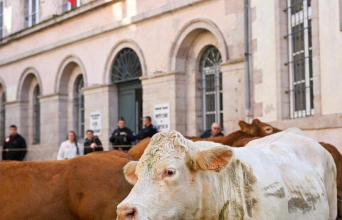 plus d’une centaine d’agriculteurs érigent un mur devant l’entrée d’Inrae