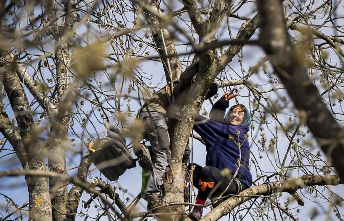 le militant perché dans un arbre rejeté