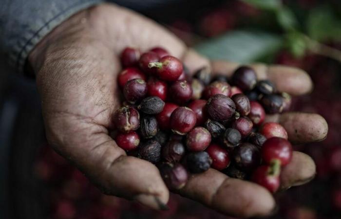 En 50 ans le prix du café n’a jamais été aussi élevé