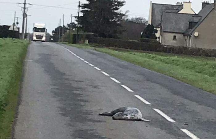 un phoque mort retrouvé sur la route près de Paimpol