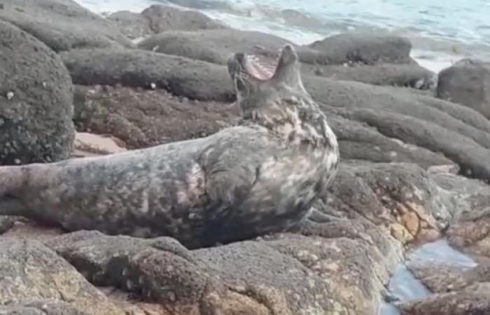 Un phoque mort retrouvé sur la route dans les Côtes d’Armor