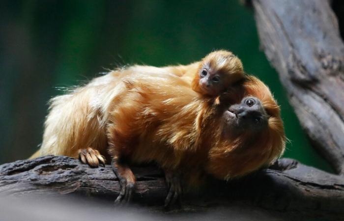 trois singes dorés venus de Chine arrivent en France