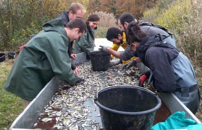 tir autorisé contre les grands cormorans qui déciment la production des pisciculteurs