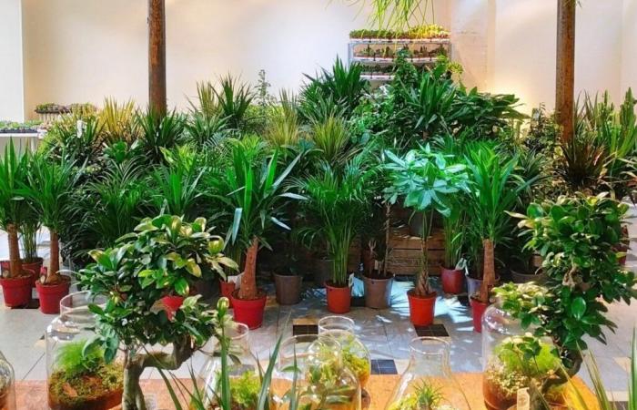 plantes en vente à petits prix à partir de 2 euros