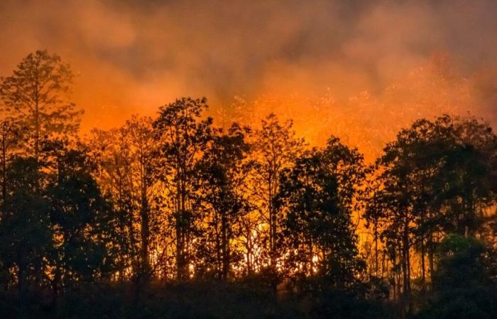 Castilla y León, bilan de la campagne incendies de forêt 2024