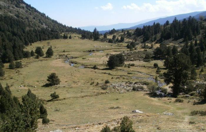 Montbel. Brice, un bouvier à l’assaut des Pyrénées