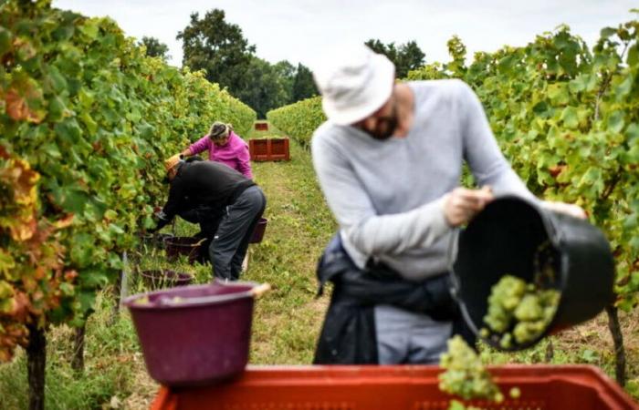 Économie. La production mondiale de vin à son plus bas niveau depuis plus de 60 ans