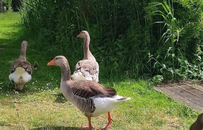 Eurê. Le massacre des oies dans cette ville a créé un véritable émoi