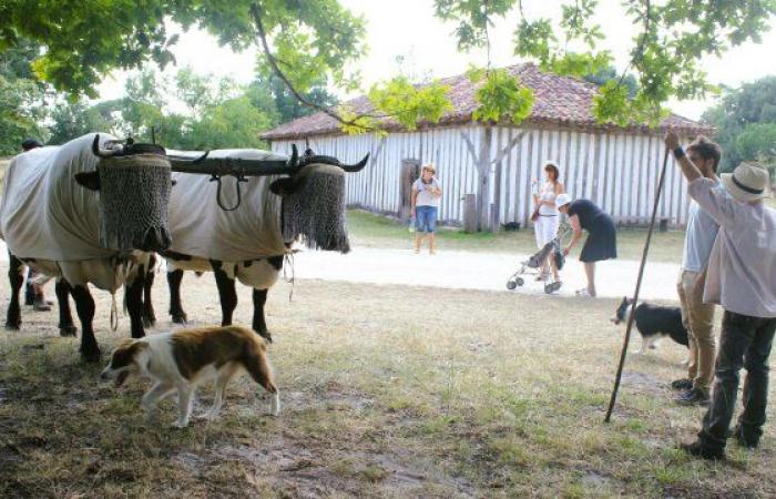 Recruitment at the Marquèze ecomuseum – Le Petit Journal