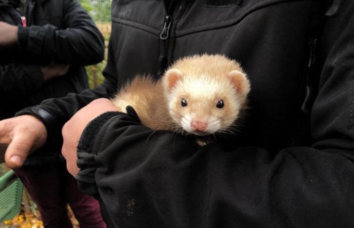 Les furets vont bientôt chasser les rats dans cette commune de Seine-Saint-Denis