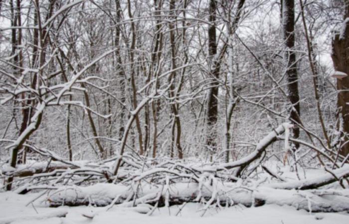 voici les caractéristiques de cette saison en France