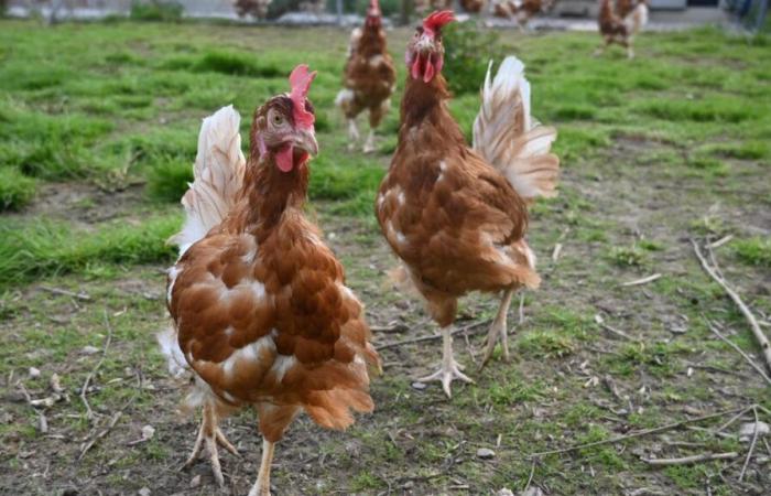 L’OMS appelle à renforcer la surveillance contre la grippe aviaire