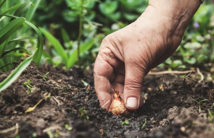 Plantez vos bulbes au jardin avant qu’il ne soit trop tard !