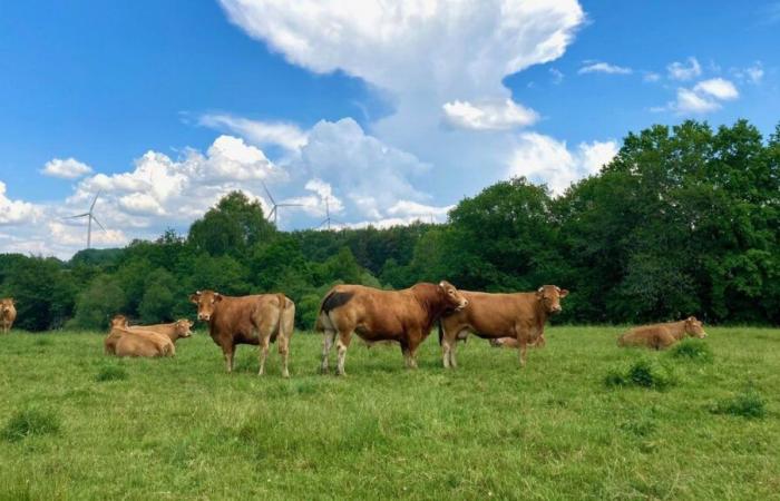 Les glaces fermières du Comminges ont le goût de la passion