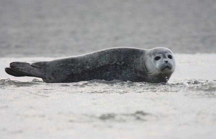 Un phoque retrouvé mort au milieu d’une route, à plus de deux kilomètres de la plage