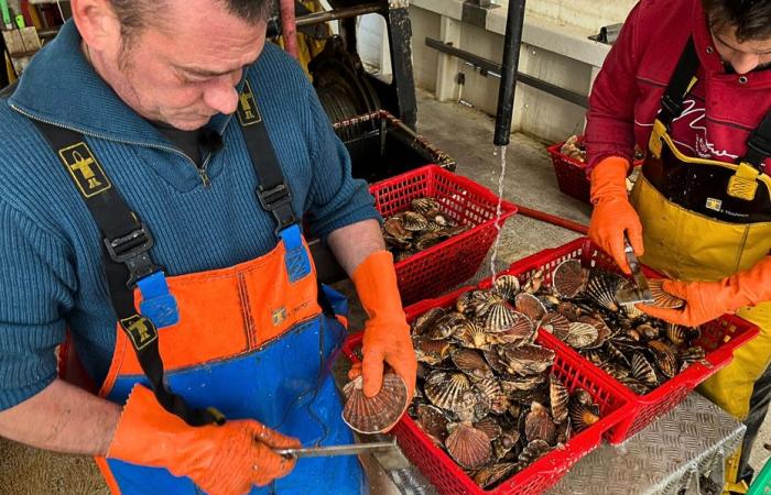 La coquille Saint-Jacques est-elle menacée en Vendée ?