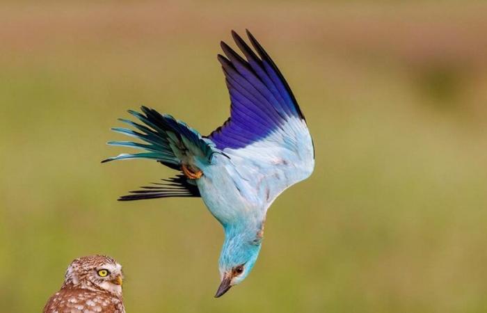 Rainette aux yeux dorés, blaireau errant… 25 somptueuses photos d’animaux sauvages