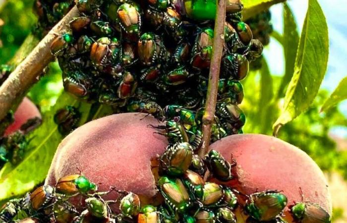 Invasion en Valais: le scarabée japonais visé